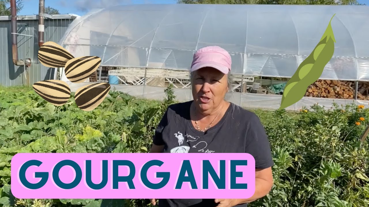 La gourgane : pourquoi et comment la cultiver? - capsule horticole