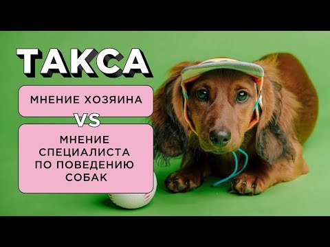 5 ФАКТОВ О ТАКСЕ: МНЕНИЕ ВЛАДЕЛЬЦА vs МНЕНИЕ СПЕЦИАЛИСТА ПО ПОВЕДЕНИЮ СОБАК О ПОРОДЕ ТАКСА