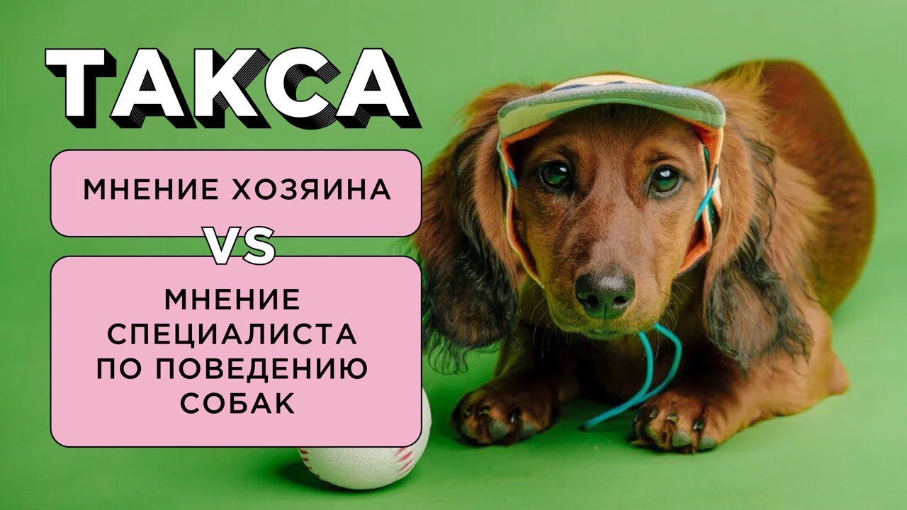 5 ФАКТОВ О ТАКСЕ: МНЕНИЕ ВЛАДЕЛЬЦА vs МНЕНИЕ СПЕЦИАЛИСТА ПО ПОВЕДЕНИЮ СОБАК О ПОРОДЕ ТАКСА