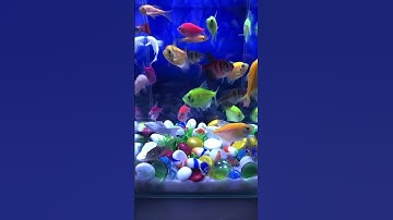 Fish / Cá Cánh Buồm/Cá Vàng #concá #cácảnh #bethuysinh #shotrs