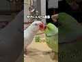 かわかわ教へお入りなさ〜い。かわかわ教は世界を救います #ワカケホンセイインコ #parrot