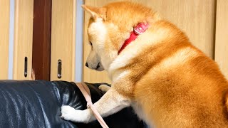 ボールが取れないとすぐに泣き言を言う柴犬