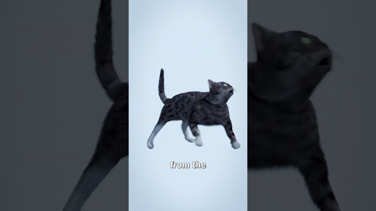Do Cats Always Land On Their Feet 