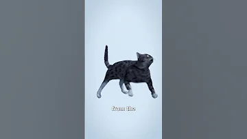 Do Cats Always Land On Their Feet 