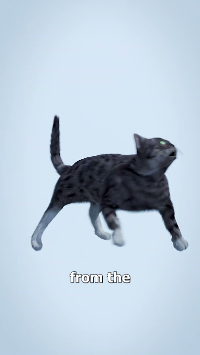 Do Cats Always Land On Their Feet? 🐱