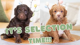 Cambria's Litter | Selection Video! by Adora Perfect Pups 758 views 1 month ago 9 minutes, 57 seconds