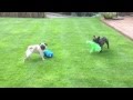 French Bulldog and Pug Playing Together