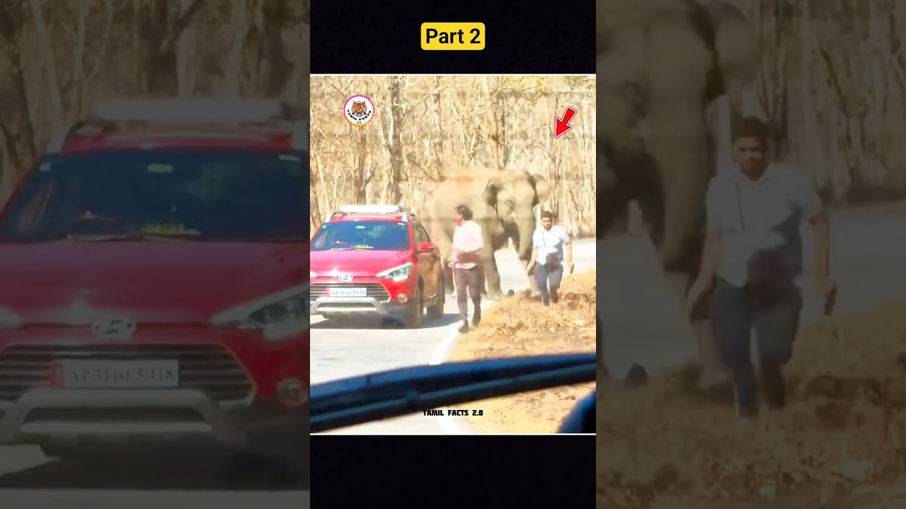 Luckyest Human In The World