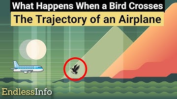 What Happens When a Bird Crosses The Trajectory of an Airplane?
