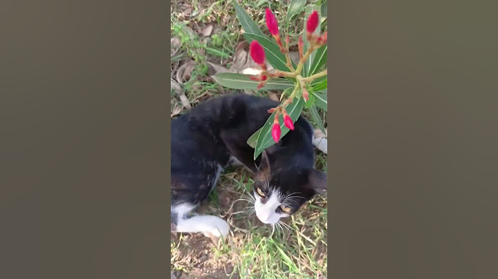 #ஐயோ இன்னைக்கு என்ன பாத்து பொண்ணு பாக்க போலாம் நாங்களே #cat #funny #comedy