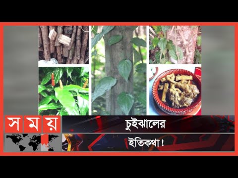 ভিডিও: Gustatory রিসেপ্টর কোথায় অবস্থিত?