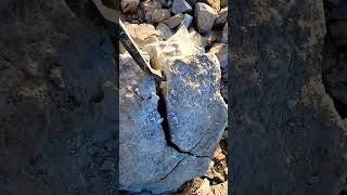 ‼️This was Found in a 500,000,000 year old Dolostone ROCK?!‼️ More Rocks.. 😭  #shorts