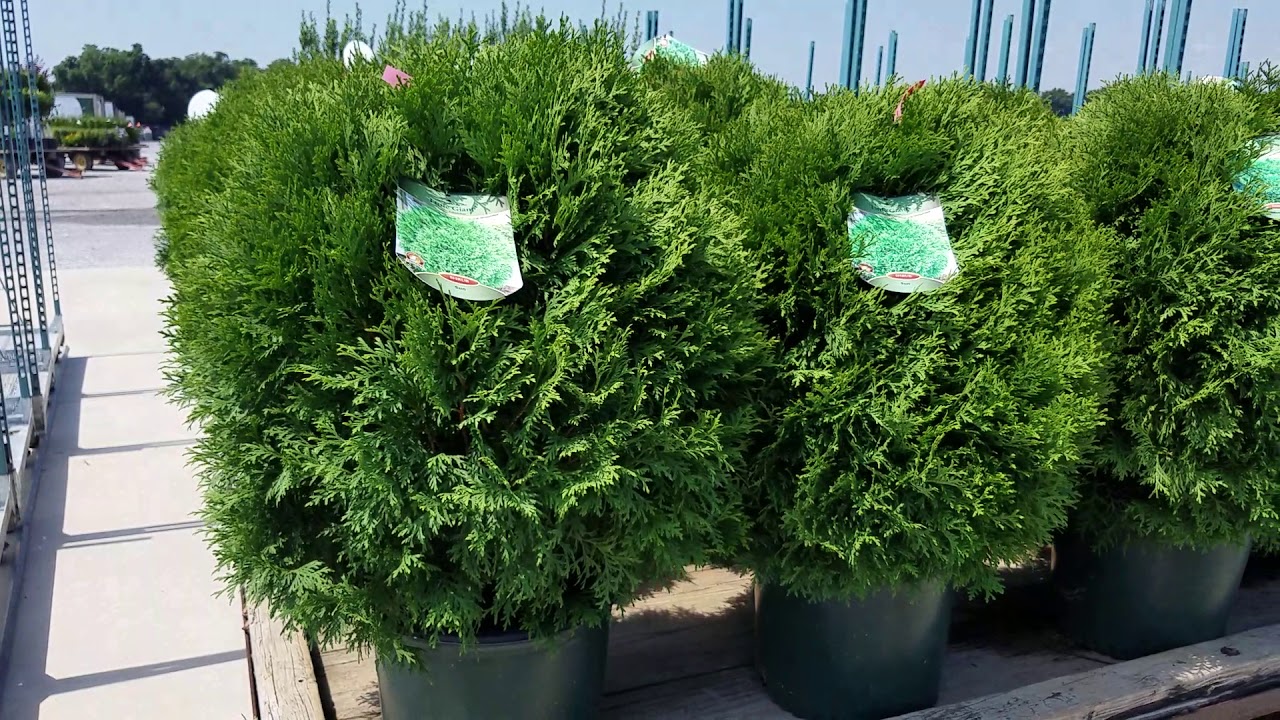 Thuja Little Giant Globe Arborvitae You Thuja Little Giant Globe Arborvitae