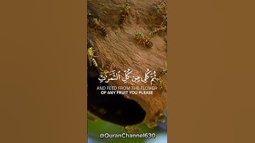 و أوحى ربك إلى النحل للقارئ إدريس أبكر
