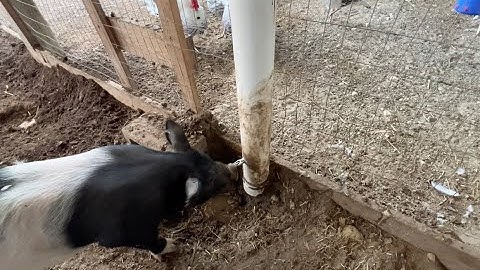 DIY Automatic Pig Waterer