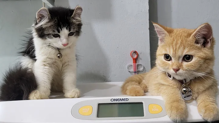 Video 3935731: british shorthair american, kucing american shorthair, kucing american curl