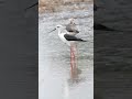 Black-winged Stilt #birds #nature #wildlife #wetland