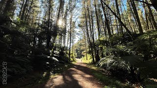 Morning trail run in Rotorua NZ 晨跑