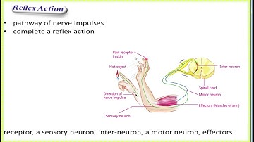 8th Class General Science - Ch 1 -  Lecture - 3 Working Model of Nervous System - Excretory System