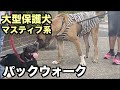 大型マスティフ系保護犬・パックウォーク！【85 86日目】