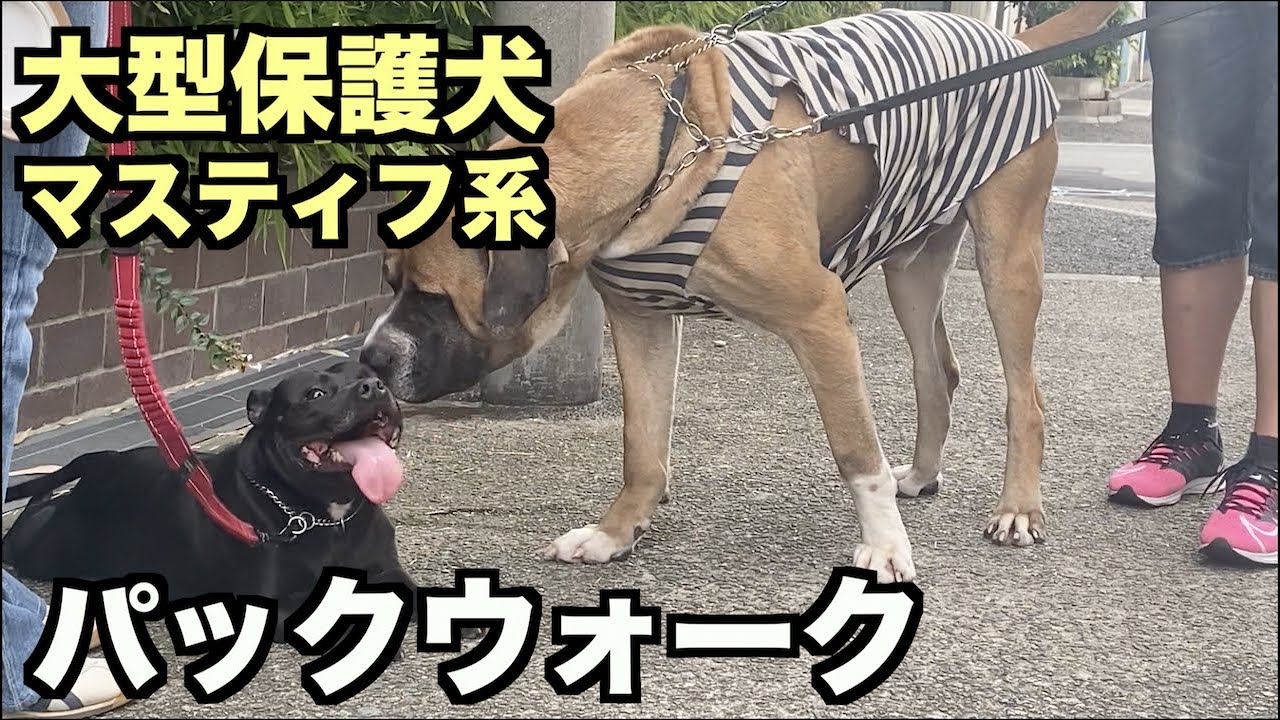 大型マスティフ系保護犬 パックウォーク 85 86日目 Youtube