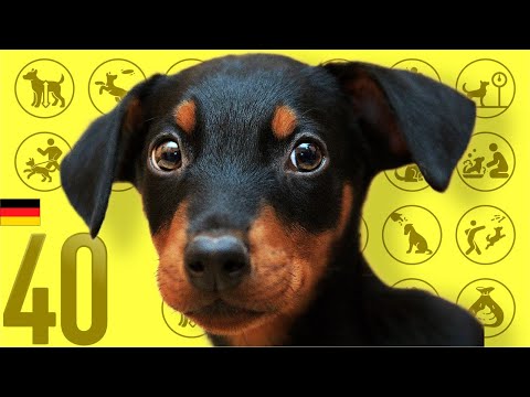 فيديو: 18 سلالات الكلاب لصاحب نشط
