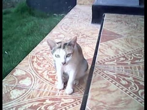 Video Ekspresi Muka Kucing lagi Galau YouTube Video Ekspresi Muka Kucing lagi Galau YouTube