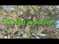 Comment faire de lhuile dolive  en rcoltant ses olives