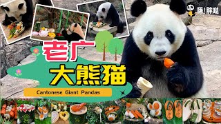 老广大熊猫生活在广州的16只大熊猫饮早茶吃荔枝懂粤语。梅清一家、菊笑的三胞胎和星一雅一的老广生活