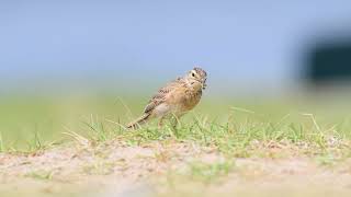 Ultimate Hunter: Pipit Takes Down Giant Dragonfly #birds #wildlife #nature