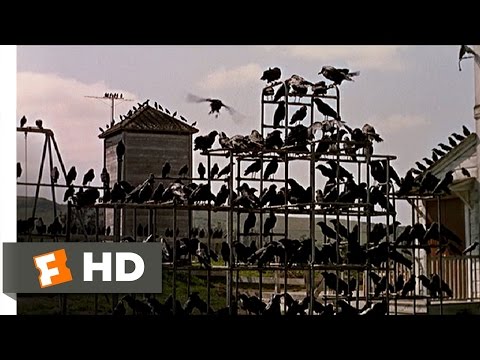 Crows on the Playground - The Birds (5/11) Movie CLIP (1963) HD