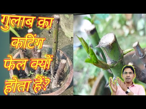 Rose cutting fail, why गुलाब का कटिंग फेल क्यों होता है?Reason of rose cutting failed #rose cutting