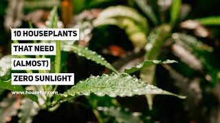 10 Houseplants That Almost Zero Sunlight Low-Light Houseplants