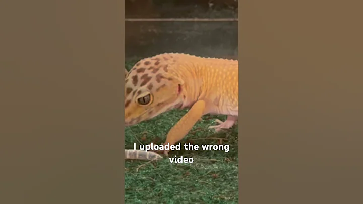 Pretty good banana #lizard #petreptile #animals #lizardlove #reptilepet #animal  #leopardgecko