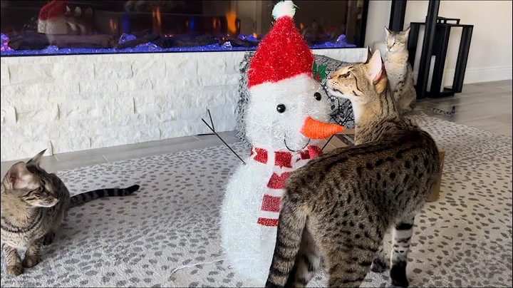 Watch the video about F2 Savannah Cats Checking Out The New Snow Man.