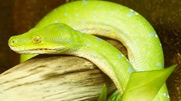 Top 10 World Famous Green Tree Python You Have Ever Seen
