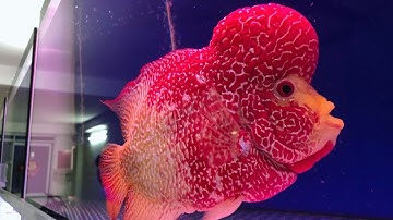 Top 9 Amazing King Kamfa Flowerhorn Cichlids | Bán Cá La Hán Đẹp Saigon