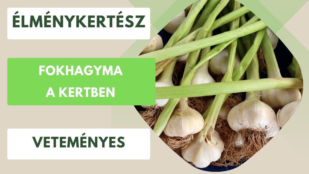 Fokhagyma a kertben🧄