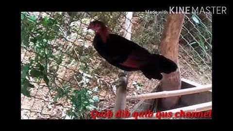 Saib​ qaib​ qus​ 100%tiag2​