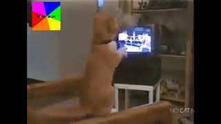 ملاكمة القططCat BOXING screenshot 3