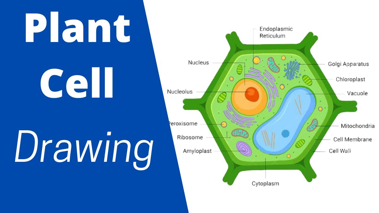 Plant Cell Diagram / How To Draw Plant Cell Diagram / Biology Cell  Structure - Youtube