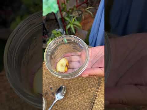 Como usar el vinagre para eliminar los mosquitos en sus plantas!Fácil!