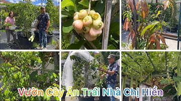CUỘC SỐNG ÚC l THAM QUAN VƯỜN CÂY ĂN TRÁI NHIỆT ĐỚI NHÀ CHỊ HIỀN VÙNG NOBLE PARK