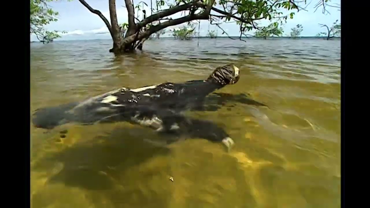 Chroniques de l'Amazonie Sauvage : Le festin de la mygale - Documentaire Animaux