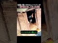 狂暴に襲いかかるレトリバーが一瞬でおとなしくなった方法 #序列1位 #ドーベルマン #レトリバー #口輪 #お仕置き