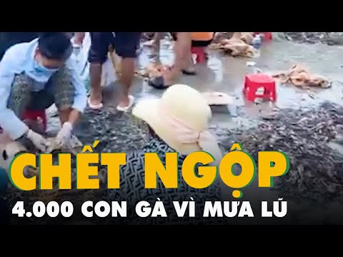 Video 4.000 con gà chết ngộp vì mưa lũ, không còn sót lại... - youtube