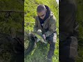Wtf 😳 did this Zander eat?!? Stones!!??  #fishing  #zander #riverfishing #predatorfishing