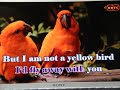 Paul Wong 試唱 Yellow Bird Paul Wong 試唱 Yellow Bird