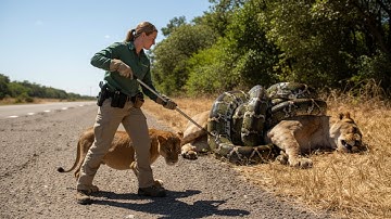 Witness The Rescue Mother Lion From Giant Python Attack In Action!