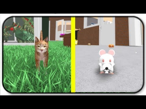 Let S Play A Game Of Cat And Mouse Roblox Hamster Simulator Youtube - cutest game ever roblox hamster simulator wwonderwall gameplay